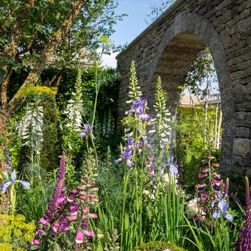 the bridgerton garden designed by holly johnston sponsored by netflix sanctuary garden rhs chelsea flower show 2024 site no 281