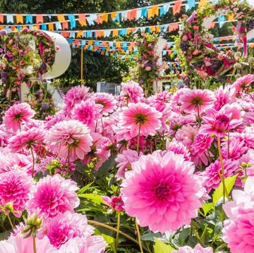 rhs hampton court flower show 2019