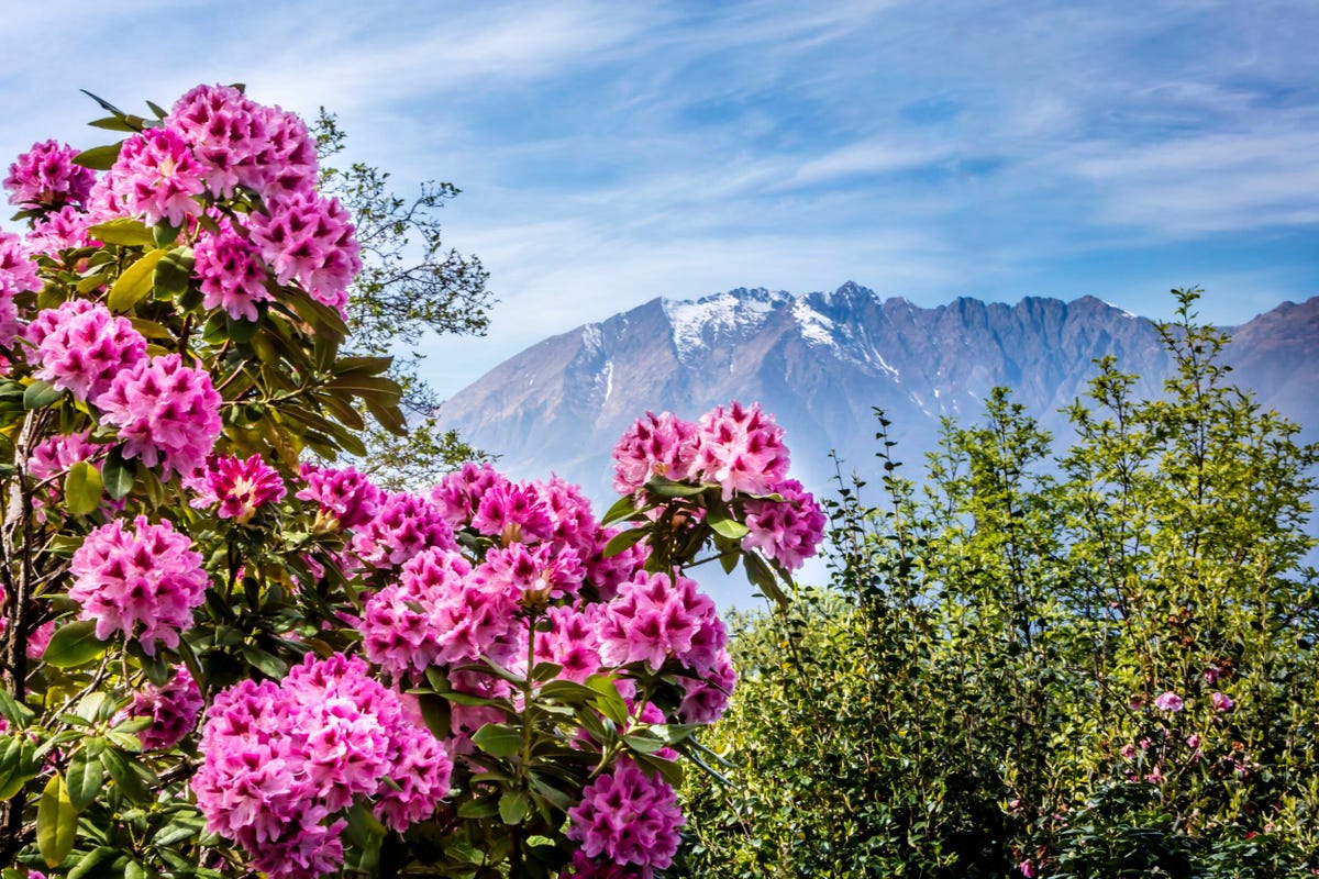 De kleurrijke botanische tuin van Gambarogno ligt aan Lago Maggiore in de heuvels tussen Piazzogna en Vairano