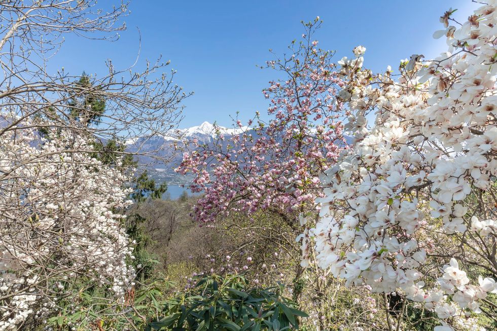 Ervaar Ticino in bloei in de lente