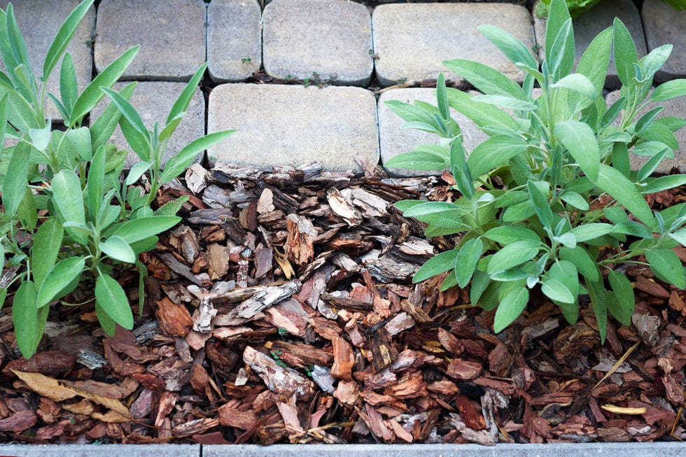 pine bark mulch around two salvia bushes, as a fight against weeds and protection of plant roots from drying out