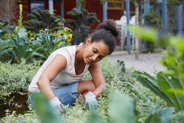 person tending to plants in a garden