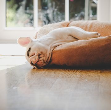french bulldog puppy sleeping on dog bed