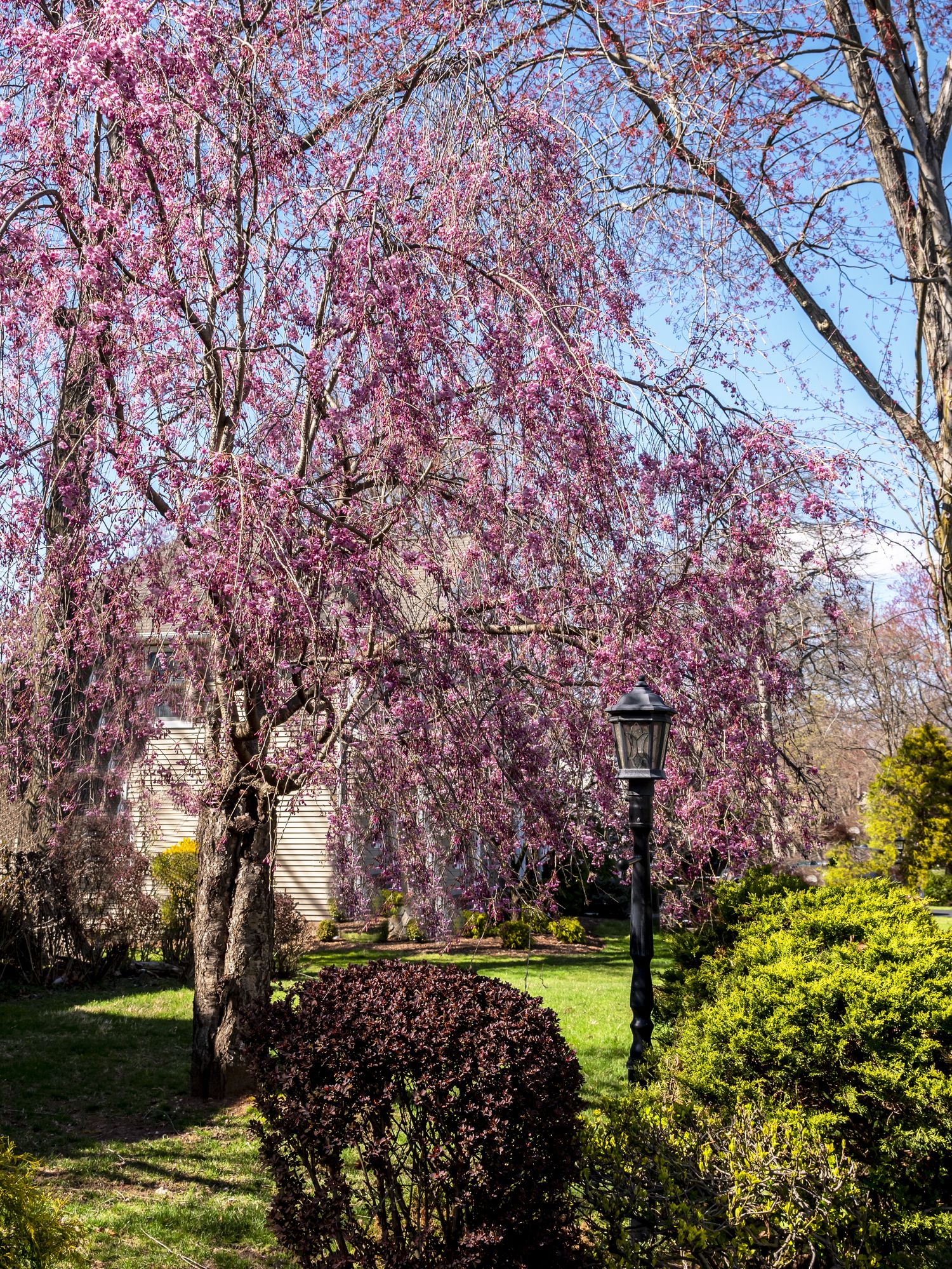 PEACH BLOSSOM FLOWERS - Flower, Tree, Bloom, Pink, Nature, Spring