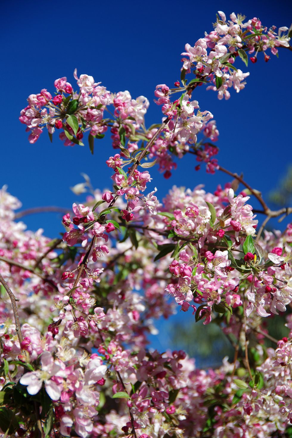 weeping crab apple tree in blossom in springtime
