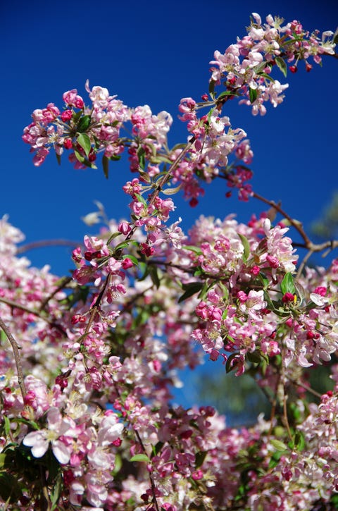 árboles en el jardín