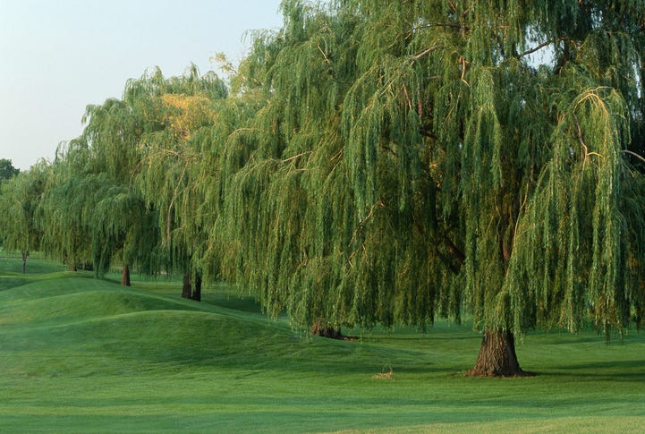 weeping willow tree