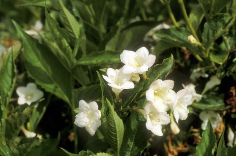 weigela flowering shrub
