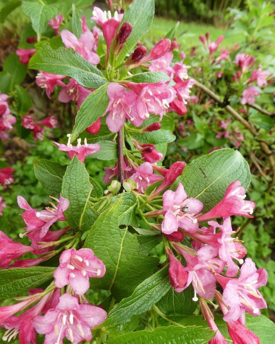 26 Flowering Shrubs for Full Sun That Add Beautiful Color to Your Yard