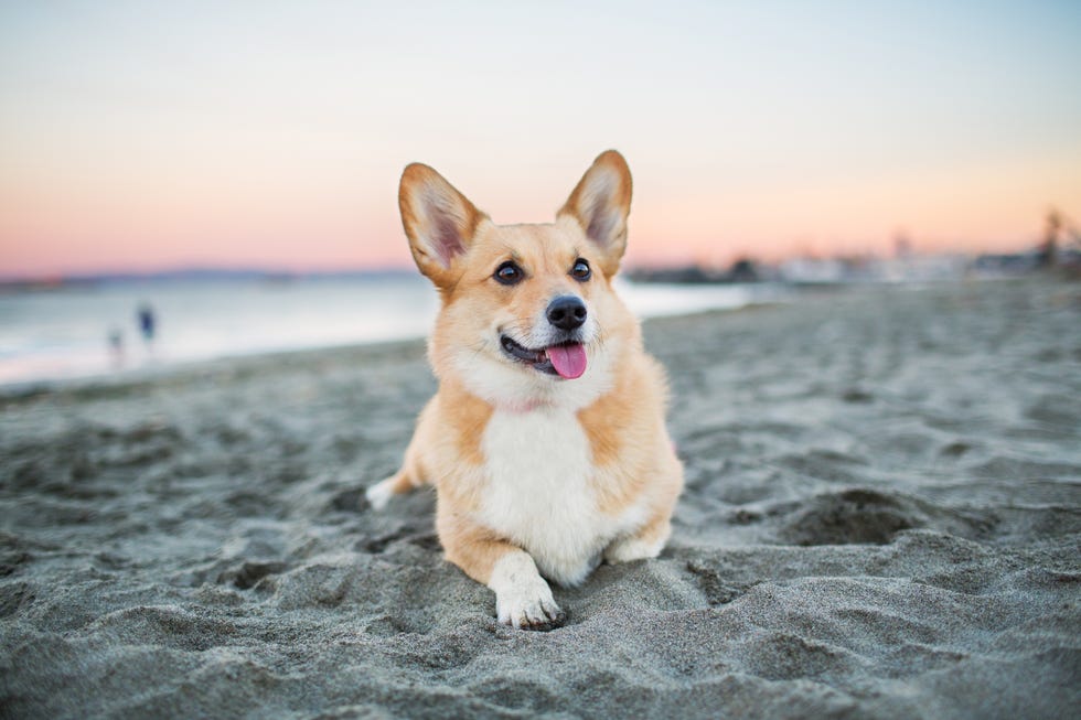 8 Dog Breeds Perfect For First-Time Owners