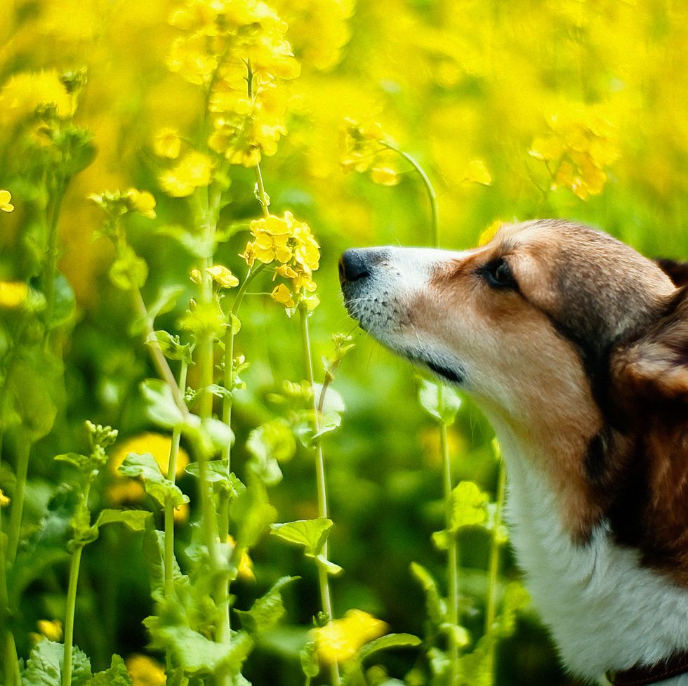 welsh corgi dog smelling at rape blossoms
