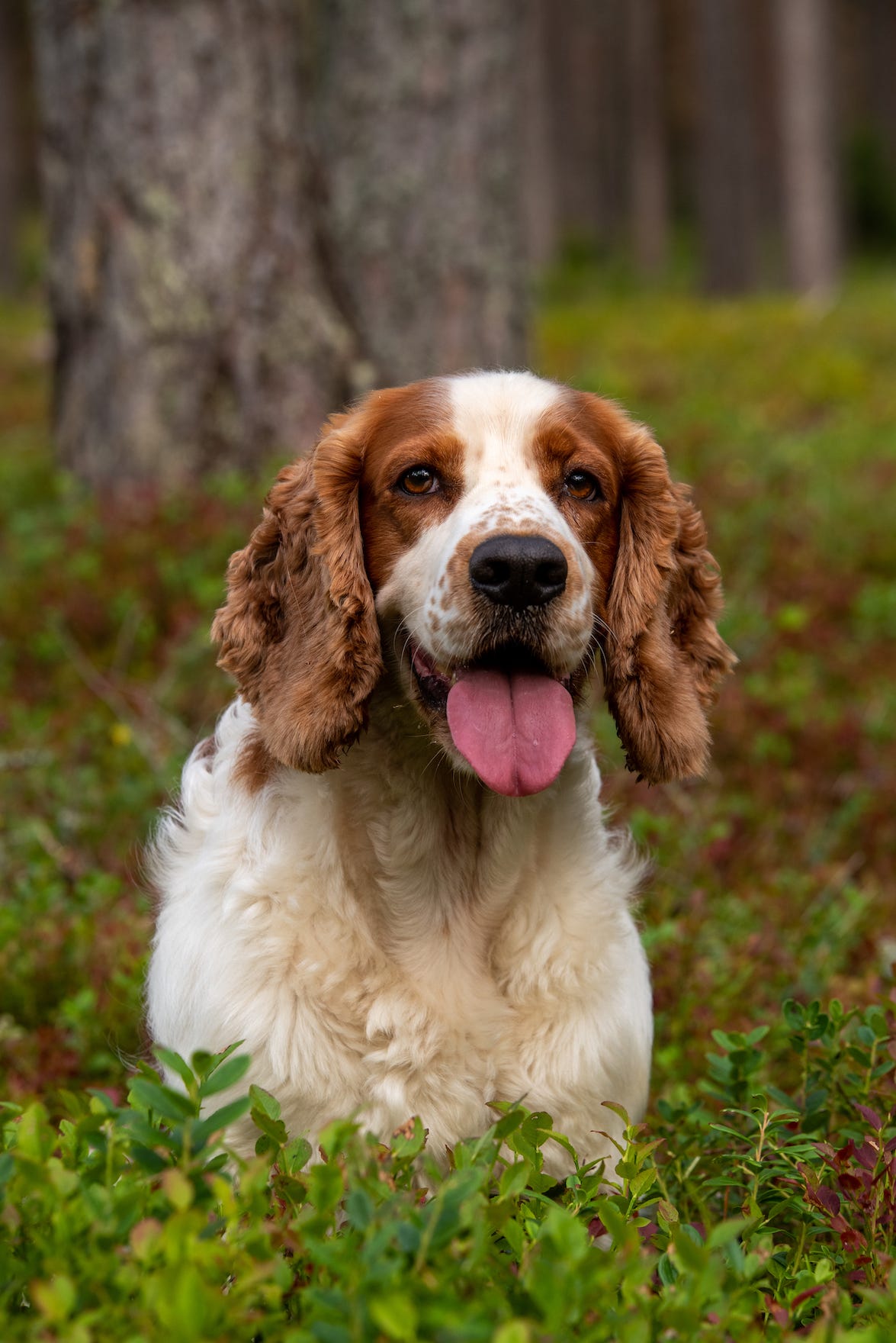 8 Dog Breeds With Long Ears — Long-Eared Dogs