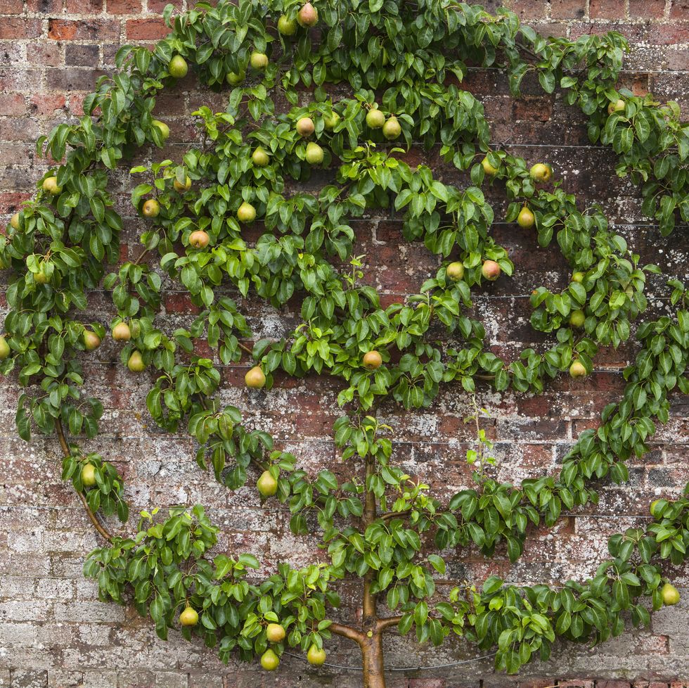 west dean gardens, west sussex: espaliered apple tree apple spartan m26 trained as a spitral again