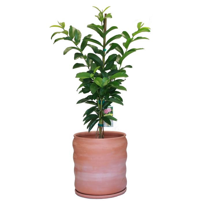 indoor trees, dwarf guava tree