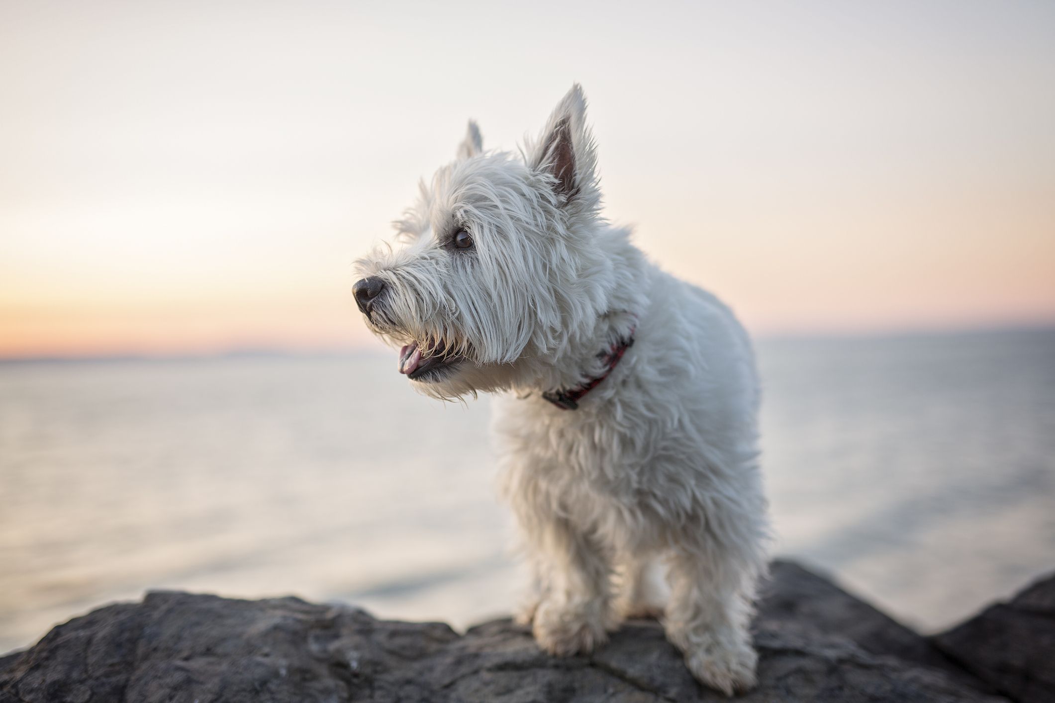 are west highland white terriers good guard dogs