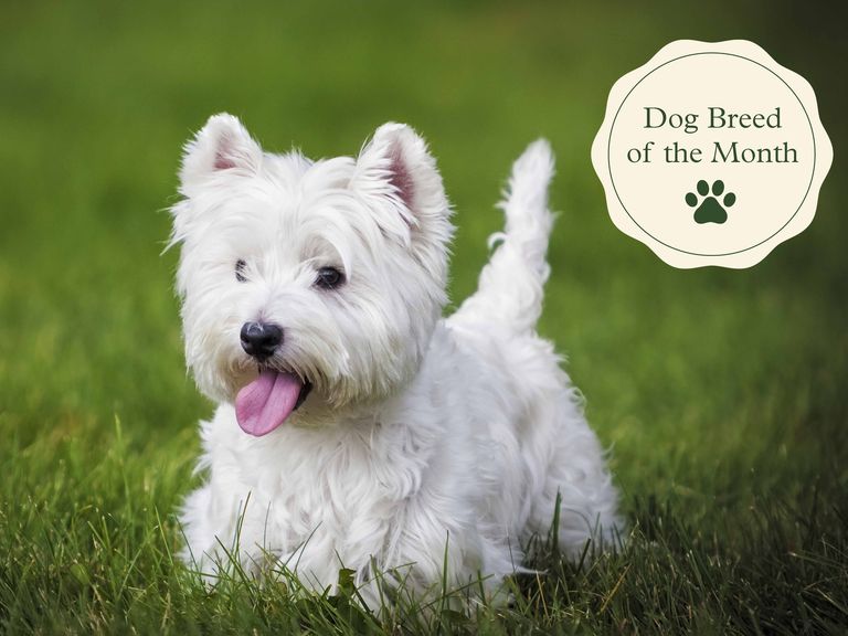 a westie playing in a backyard with her tongue out tired from running west highland white terrier