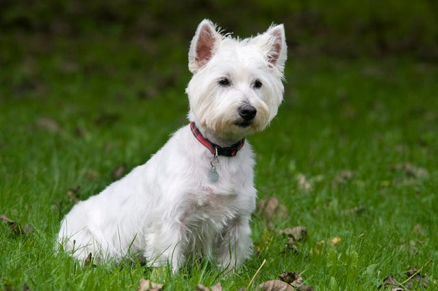 10 Most Popular Small Dog Breeds Perfect For Limited Space