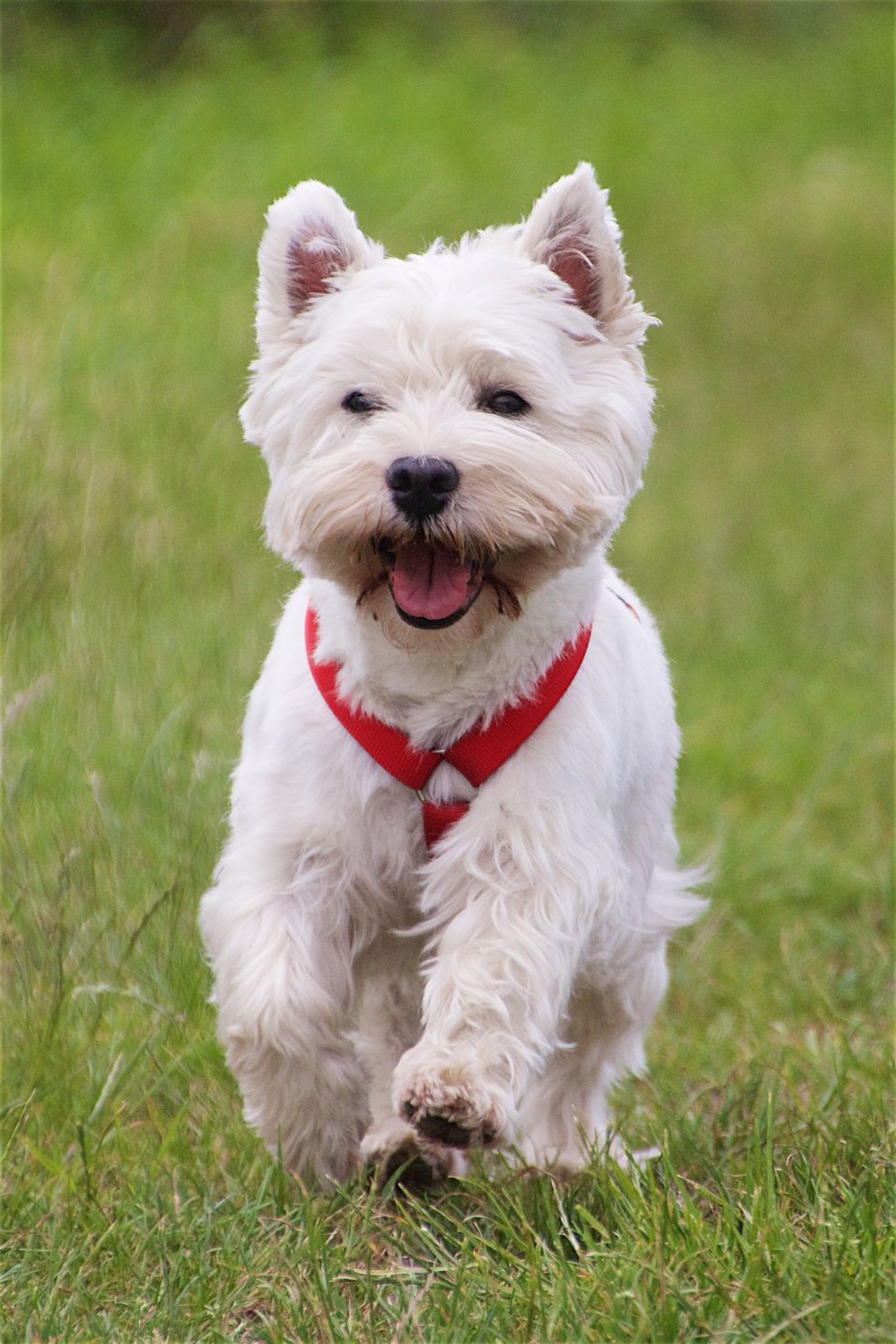 West Highland White Terrier Dog Breed Information
