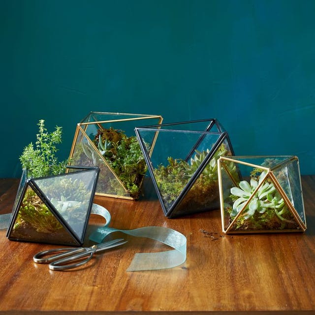 Houseplant Hobbyist on X: What do you think of this terrarium table?🌿   / X