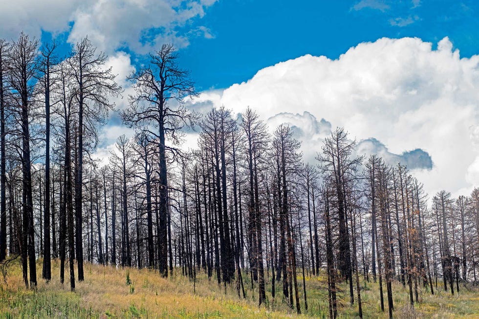 drought, american west, dead pine trees, lightning fire, jacob lake, arizona, alta journal
