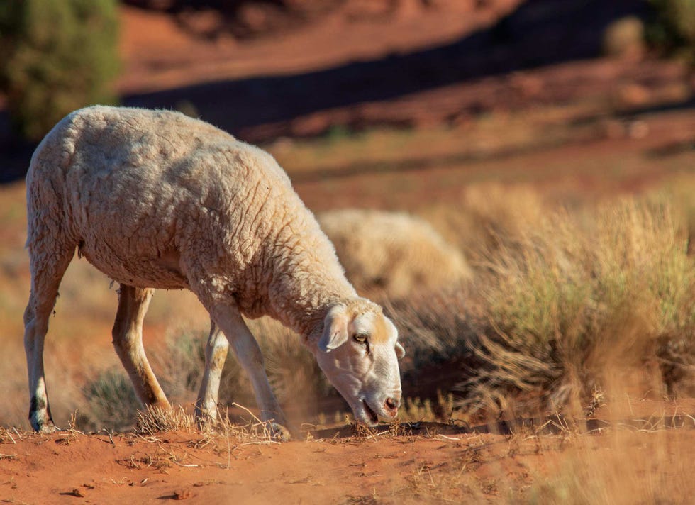 drought, american west, sheep grazes, navajo nation, monument valley, arizona, alta journal