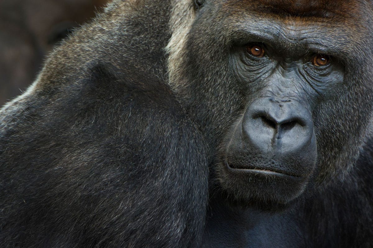Het was al bekend dat de ernstig bedreigde westelijke laaglandgorillas vatbaar zijn voor het coronavirus Op 11 januari bleek dat drie dieren in het San Diego Zoo Safari Park besmet zijn geraakt