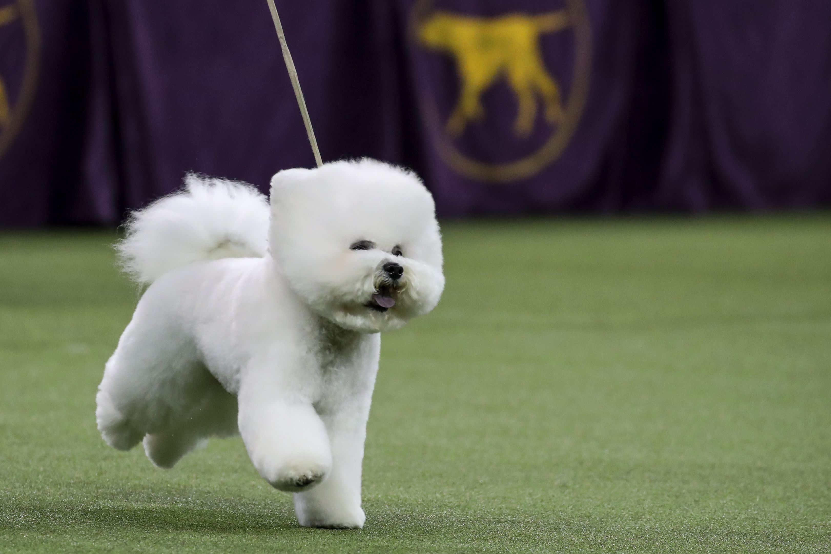 a dog that looks like a snowball