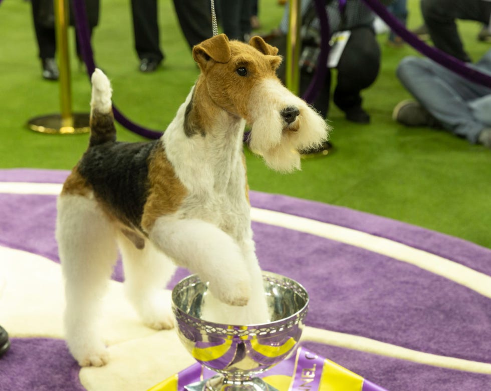 Westminster Dog Show Winners Photos of the Winners Throughout the Years