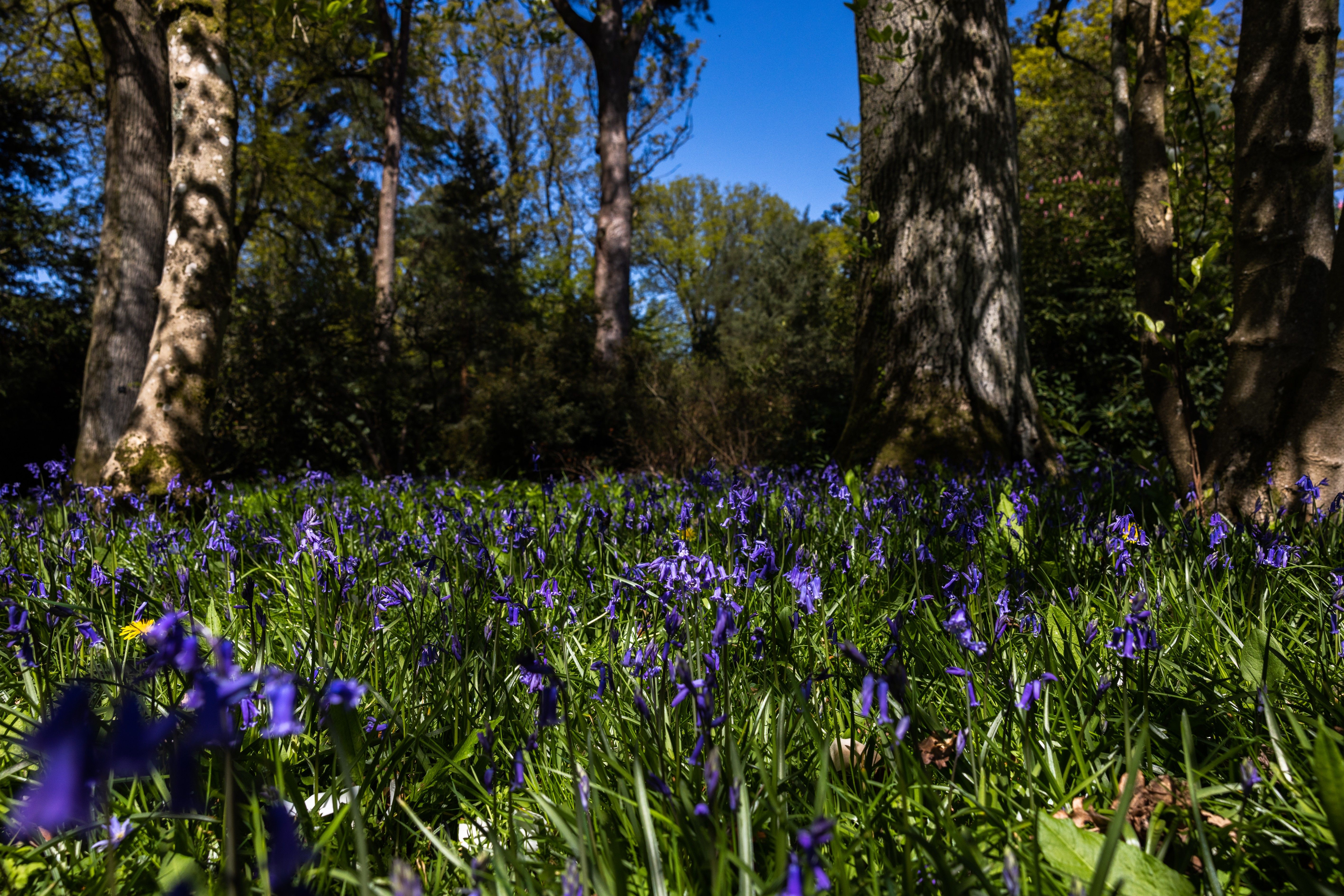 The Best Places To See Bluebells In The UK