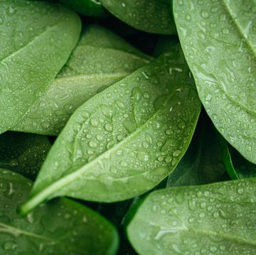 wet fresh textured green baby spinach leaves, natural background