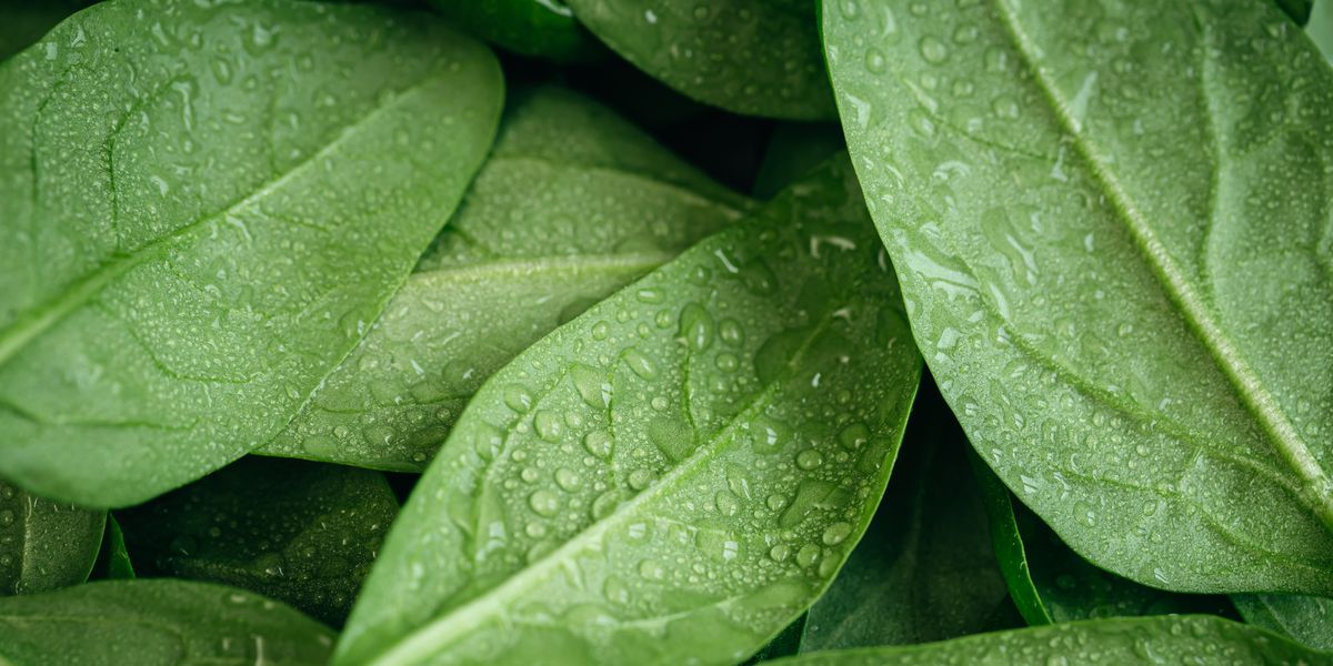 Here's Why Spinach Makes Your Mouth Feel Weird