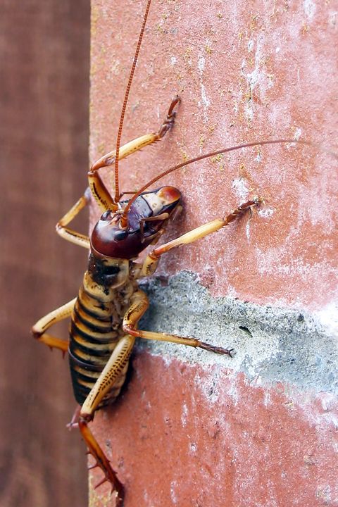 a large insect scaling a brick wall