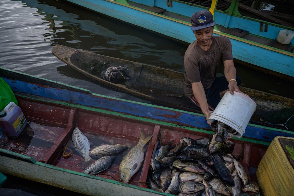 Ricky Reyes lid van de Manobostam laadt de vangst van de ochtend in zijn boot op het Panlabuhanmeer De vis wordt gedeeld met buren en familieleden Wetlands zijn van vitaal belang voor de visvangst en als deze ecosystemen worden beschadigd worden bewoners als de Manobo geconfronteerd met voedselonzekerheid
