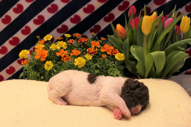 Puppies From 'World's Rarest Dog Breed' Born in UK