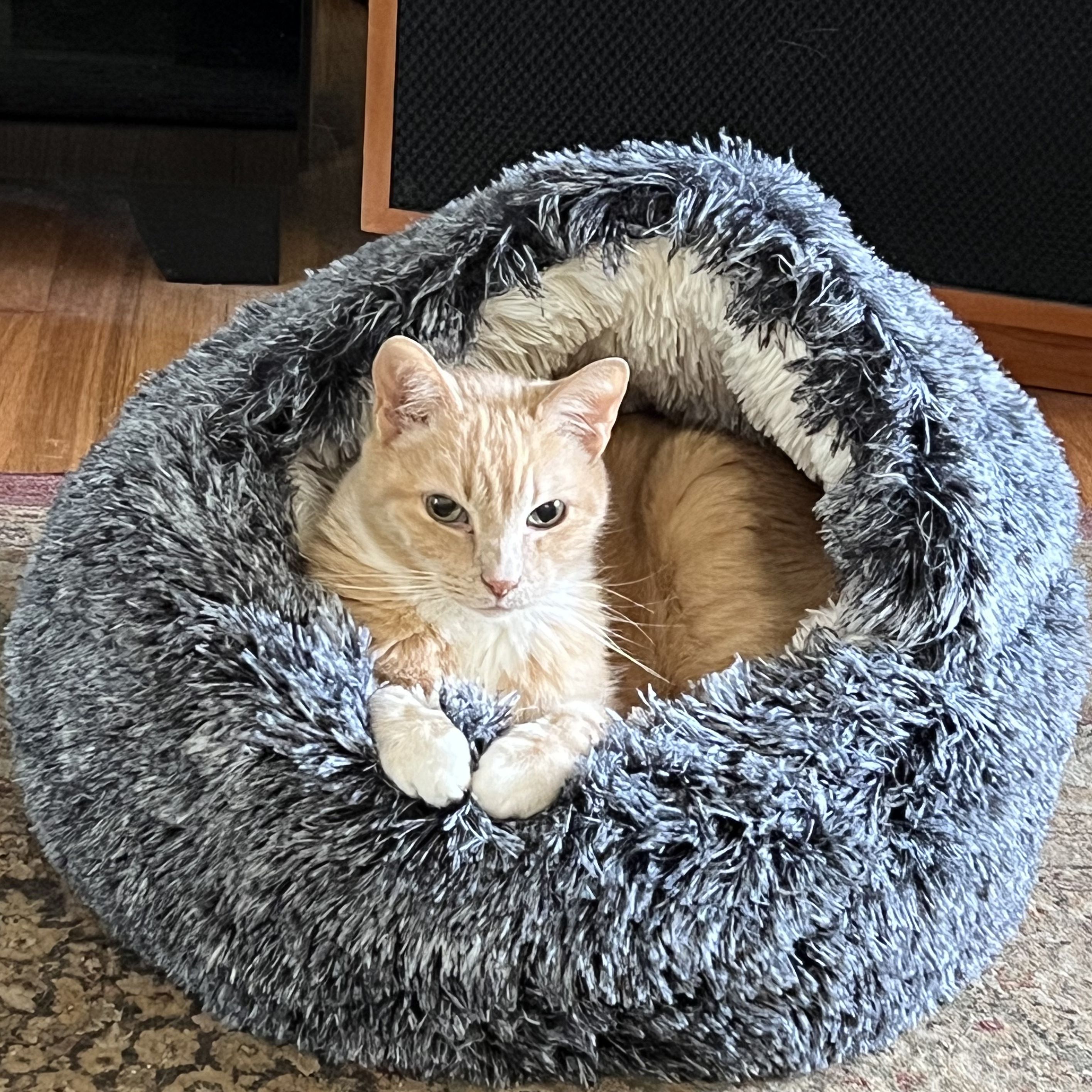 Ellen degeneres 2024 cat bed