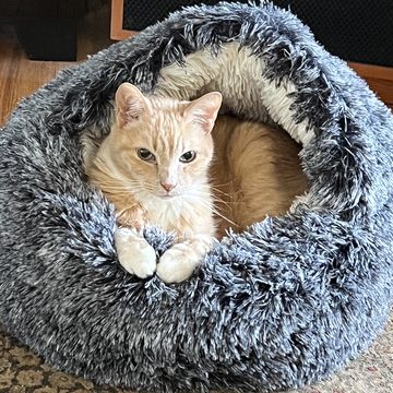 a cat lying in a cat bed