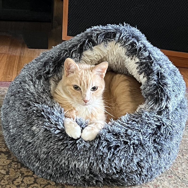 Cat takes sales dog bed