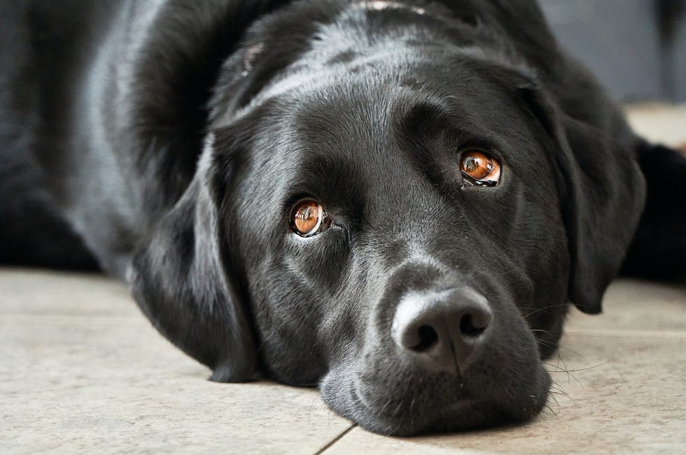 A close-up of a dog showing 'whale eye,' with the whites of its eyes visible.