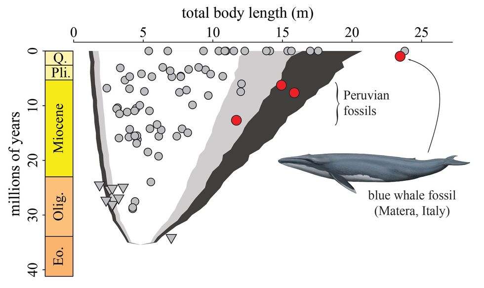 In deze grafiek is de lichaamslengte van baleinwalvissen afgezet tegen de tijd De rode stippen geven de plek aan van de walvis uit Matera en nog andere plekken van drie nog niet opgegraven fossielen in Peru