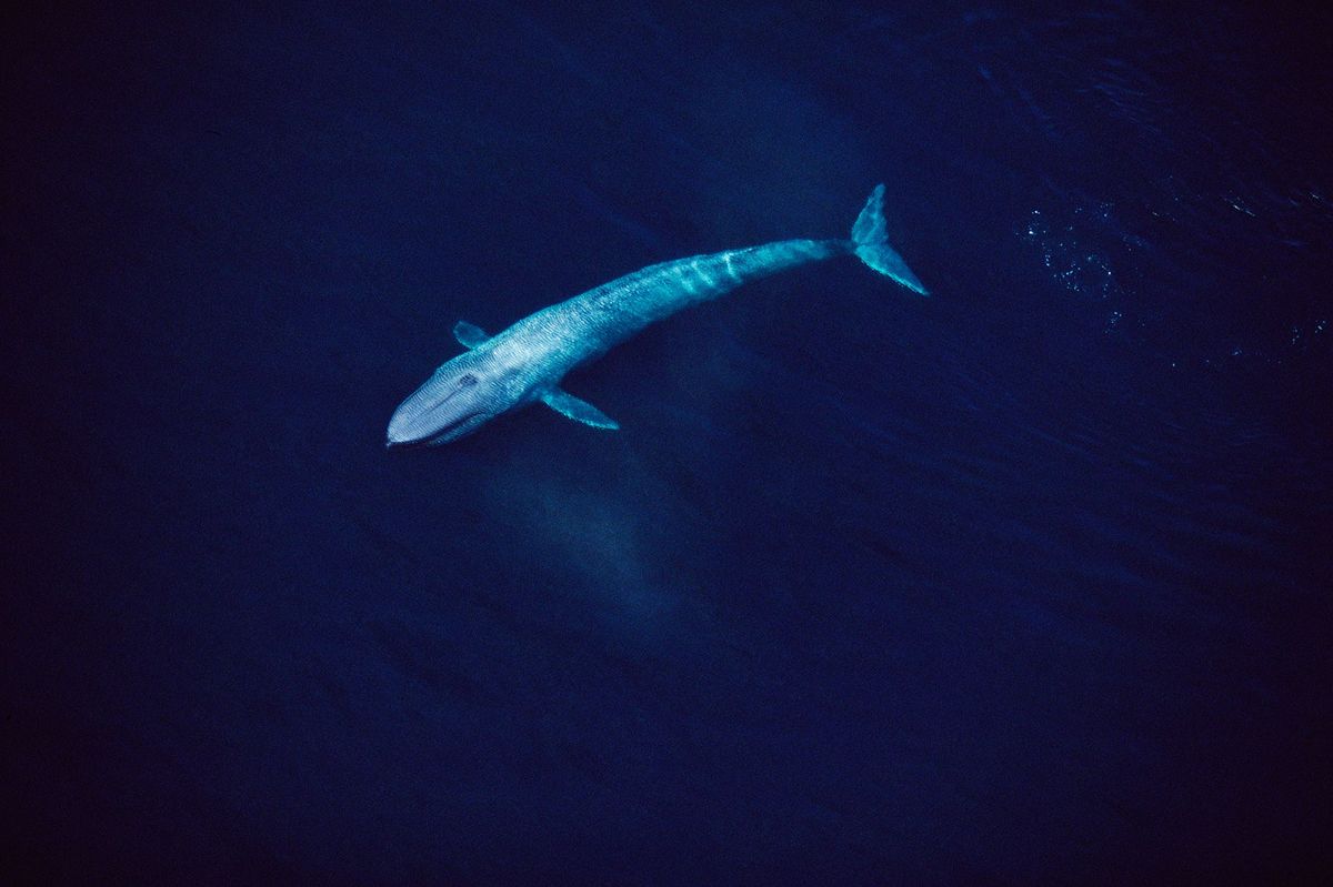 Vanuit de lucht is te zien hoe een ruim 24 meter lange blauwe vinvis door het water van de Golf van Californi glijdt Uit een fossiel dat in Itali is gevonden blijkt nu dat blauwe vinvissen hun kolossale omvang al minstens anderhalf miljoen jaar geleden hadden bereikt