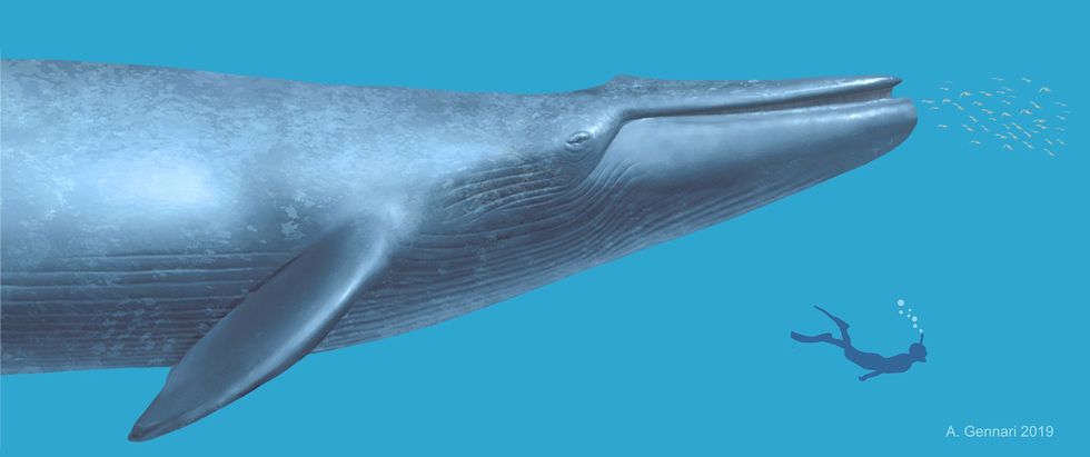 In deze illustratie is het verschil in omvang te zien tussen een hedendaagse duiker en de prehistorische walvis