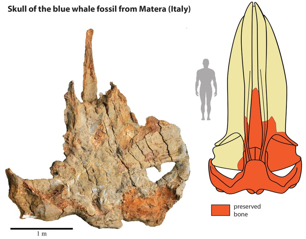 Dankzij de gefossiliseerde schedel links van de walvis uit Matera konden wetenschappers deze reconstructie van een volledige schedel creren en het dier anatomisch analyseren
