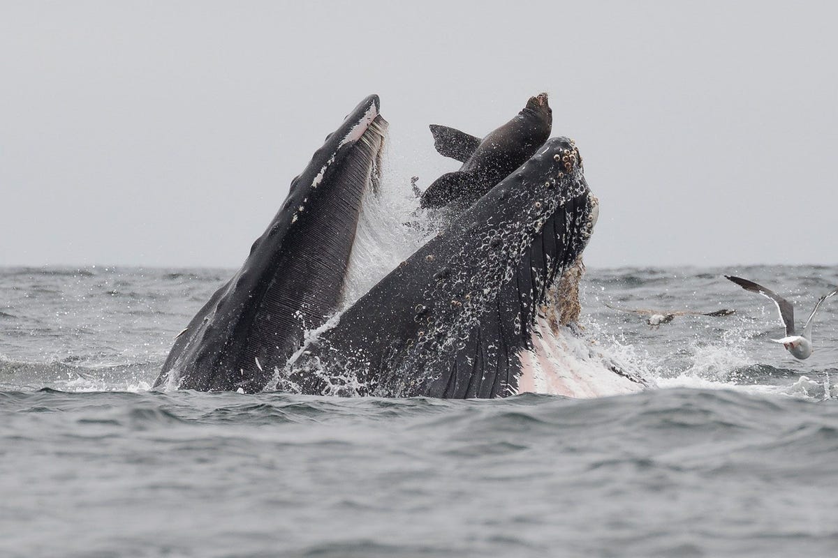 Een fotograaf zag in de Monterey Bay hoe een zeeleeuw per ongeluk in de enorme bek van een bultrug belandde toen beide soorten zich te goed deden aan een en dezelfde aasbal