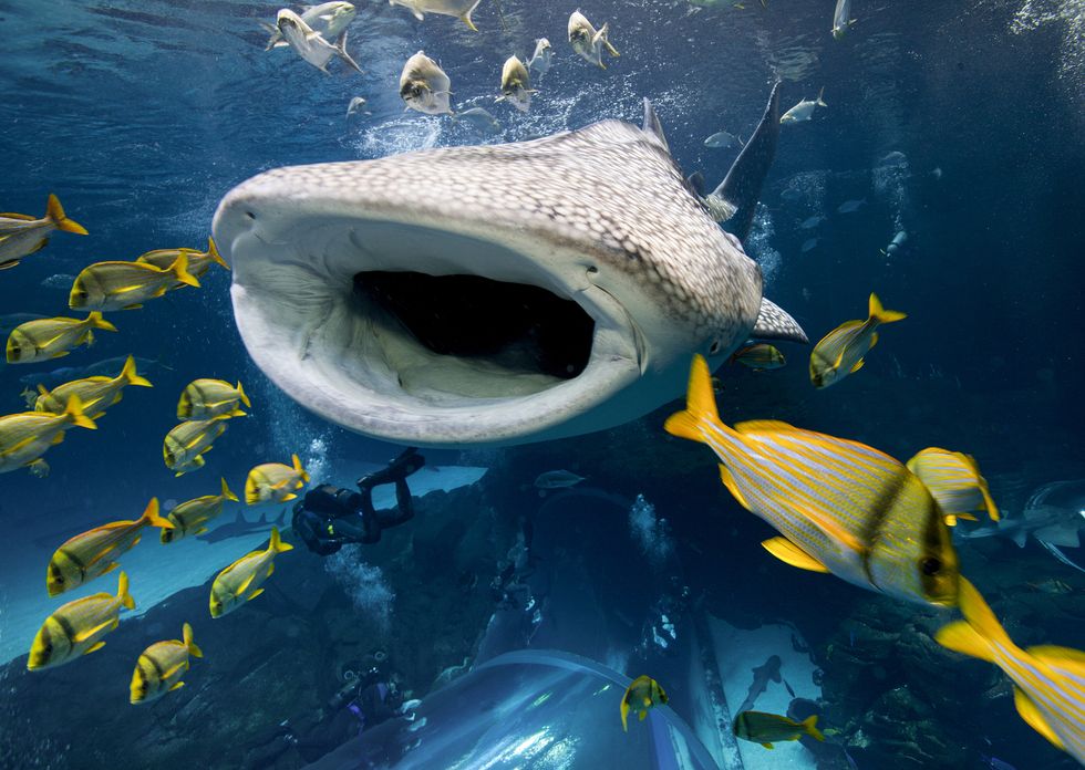 Florida Aquarium News & Notes [Florida Aquarium] - Page 3 - ZooChat