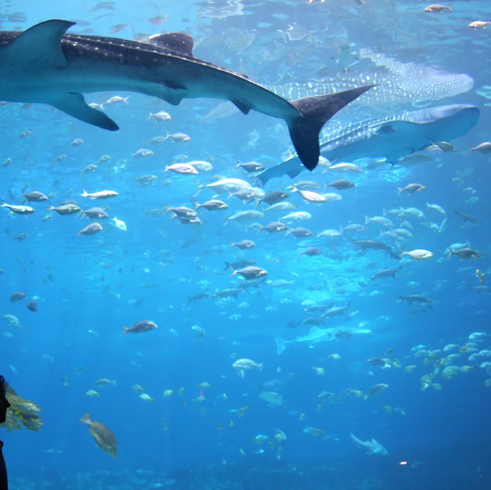 whale shark in giant aquarium tank