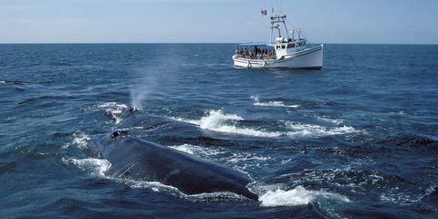 Go Whale Watching in New Brunswick 