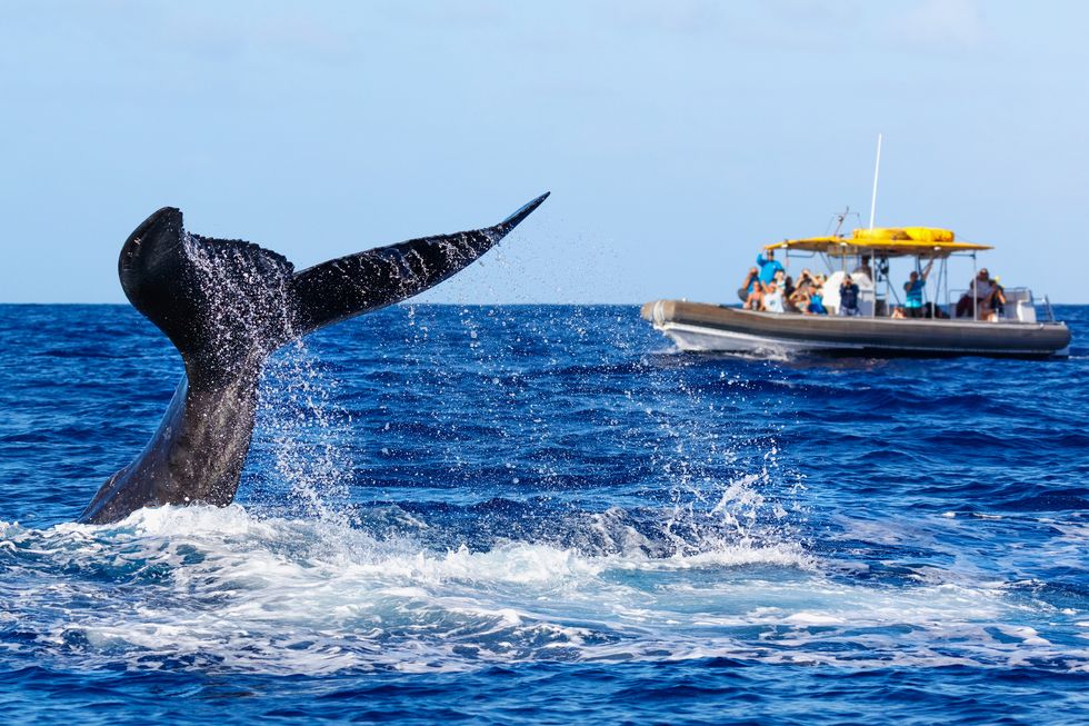 whale watching san diego 2019