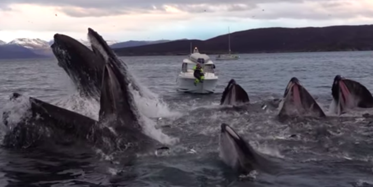 Mesmerising slow-motion video of humpback whales feeding goes viral
