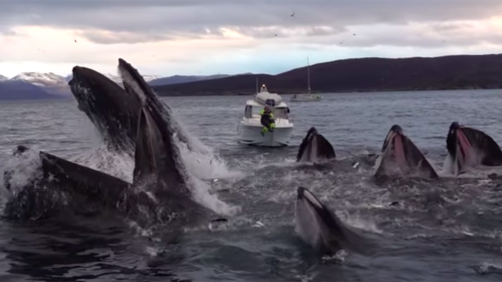 Humpback whales feeding photo