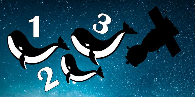 Font, Dolphin, Illustration, Graphic design, Marine mammal, Graphics, Whale, Cetacea, Space, Killer whale, 